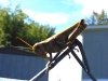 grasshopper_2_by_pridescrossing